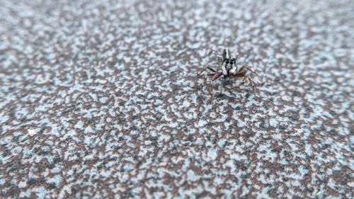 Close-up of spider