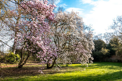 Cherry blossom tree in park