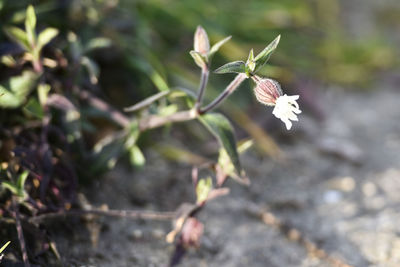 Close-up of pink flowers blooming outdoors