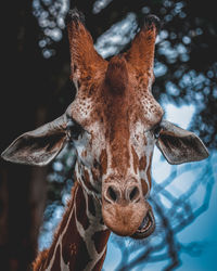 Close-up of giraffe 