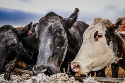 Close-up of cows