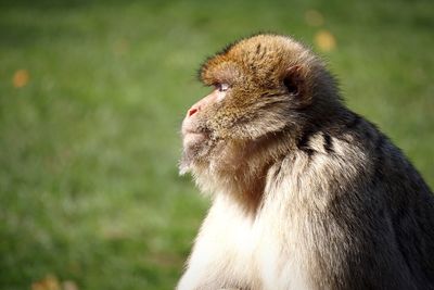 Close-up of monkey on field