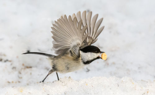 Close-up of chickadee carrying food on snow covered field