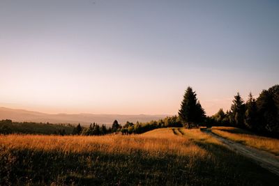 Scenic view of field against clear sky during sunset