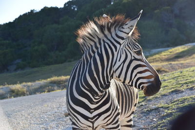 Close-up of zebra