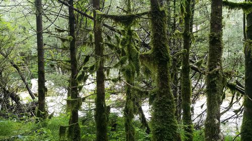 View of trees in forest
