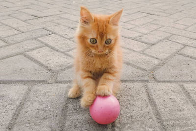 Portrait of cat sitting on footpath