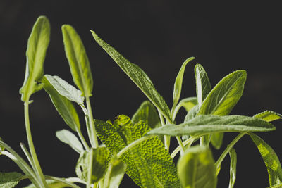 Close-up of leaves