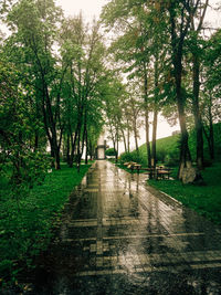 Empty road along trees in park