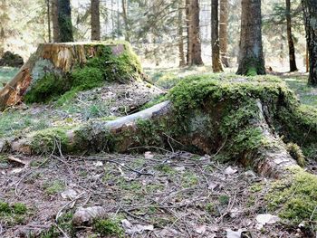 Moss growing on tree trunk in forest