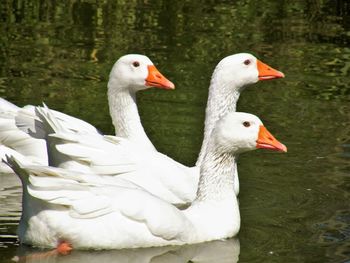 Swan swimming in lake