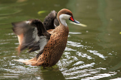 Close-up of duck swimming on lake