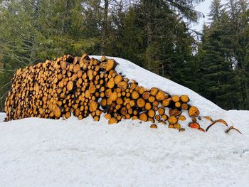 Stack of logs in forest during winter