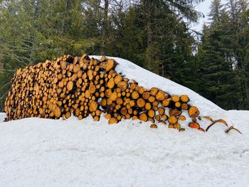 Snow covered on trunks