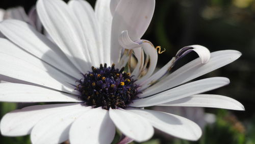 Close-up of white flower