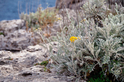 Close-up of flowering plants on land