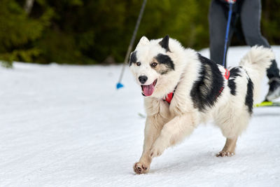 Skijoring dog racing. winter dog sports competition. siberian husky dog pulls skier. active skiing 