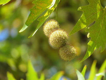 Close-up of fruit growing on plant