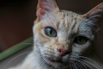 Burmese cat close up portrait