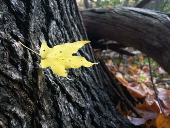 Close-up of yellow butterfly on tree trunk