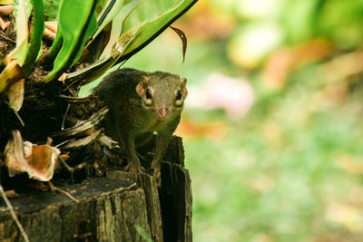 Close-up of squirrel on tree