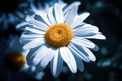 Close-up of white daisy