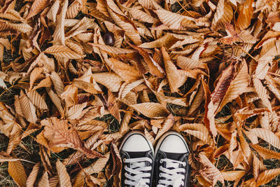 Canvas shoes on autumn leaves