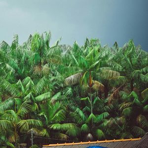 Palm trees on field against sky