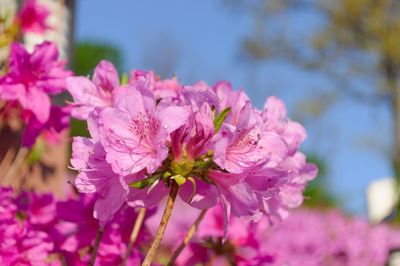 Close-up of azaleas