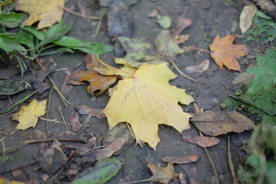 High angle view of yellow maple leaves on field