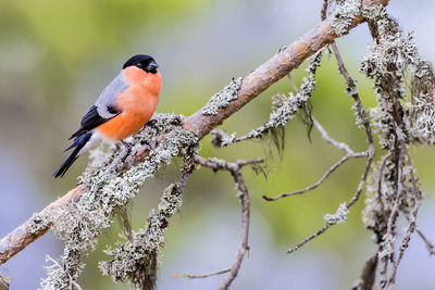 Close-up of bird perching on branch