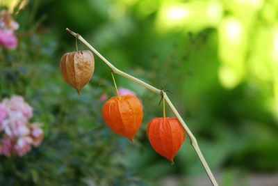 Close-up of red flowers