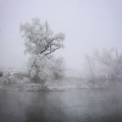 Scenic view of bare trees against sky during winter