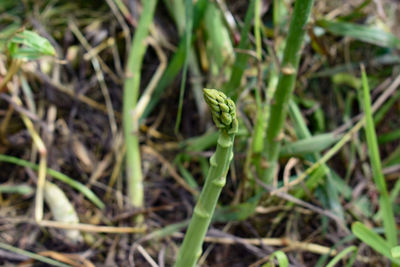 High angle view of snake on grass