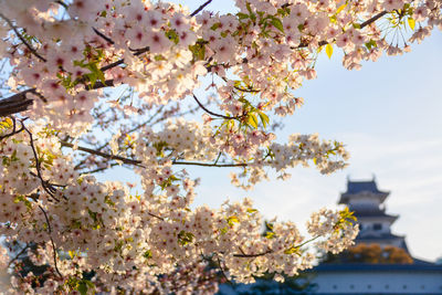 Cherry blossoms in spring