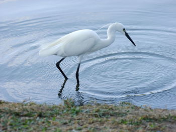 Swan on lake