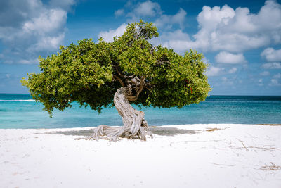 Tree on beach against sky