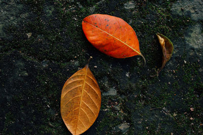 High angle view of dry autumn leaf