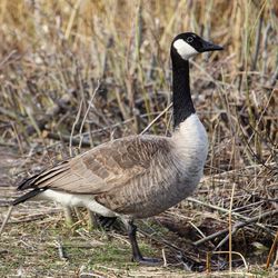 Close-up of duck on grass