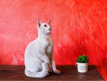 Cat sitting on potted plant against red wall