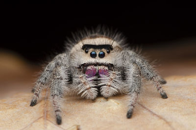 Close-up of spider