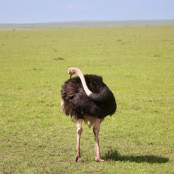 Ostrich resting in masai mara national park