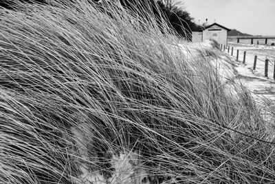 grass