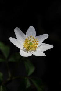Close-up of white daisy flowers