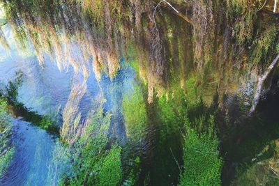 High angle view of plants growing on land