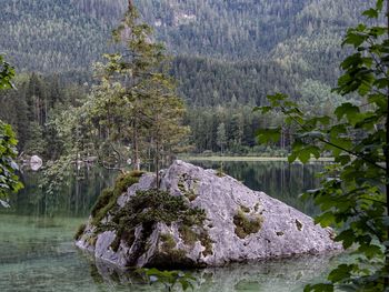 Scenic view of lake in forest