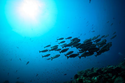 Fish swimming in sea