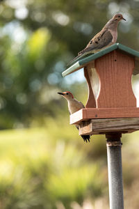 Red bellied woodpecker melanerpes carolinus and a mourning dove zenaida macroura on a bird feeder