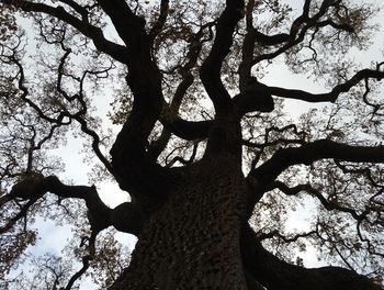 Low angle view of tree against sky