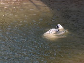 High angle view of bird swimming in lake